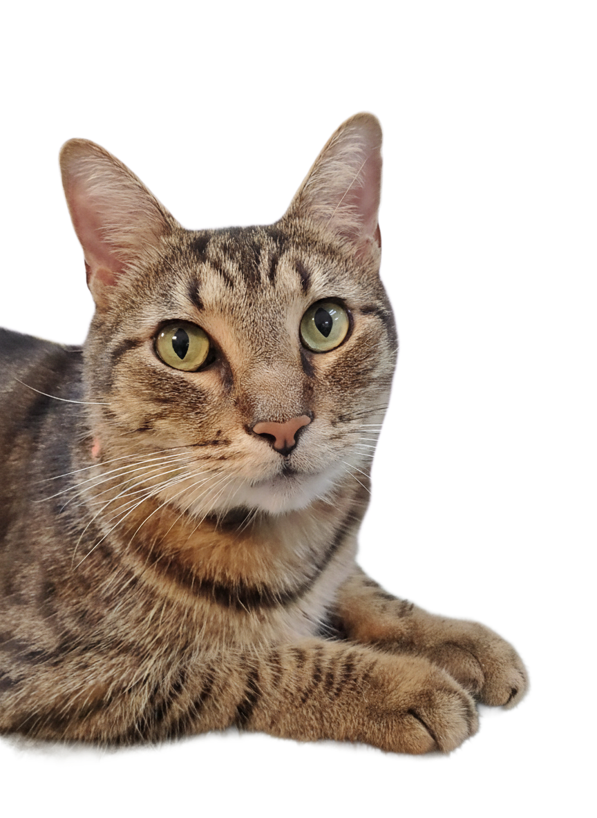 A tabby cat